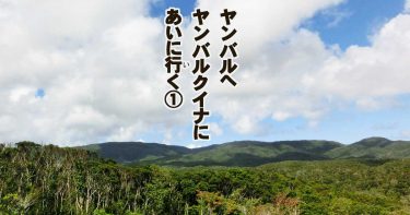 やんばるへヤンバルクイナに会いに行く①