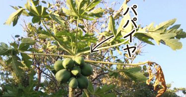 【パパイヤ】は野菜かフルーツか…！？