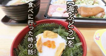 【海ぶどう】を食べに行った時の話